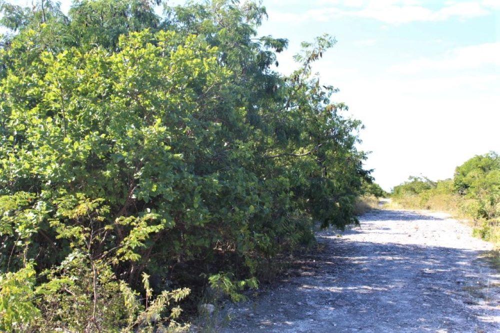 2 ACRES IN MORRISVILLE
