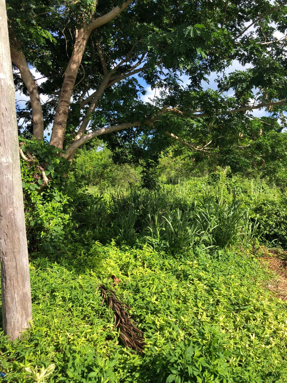 VACANT LOT