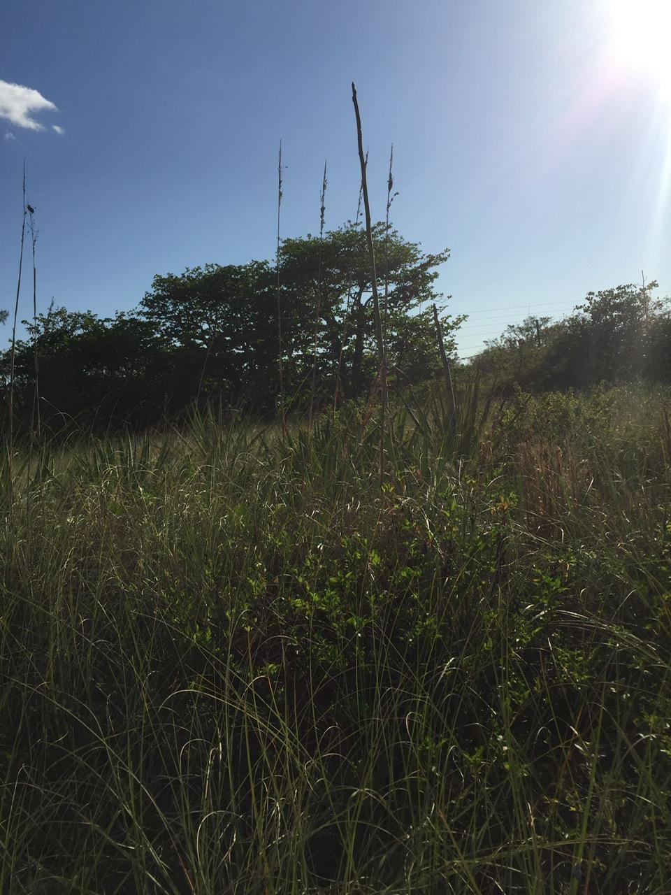 CONGO TOWN, SOUTH ANDROS