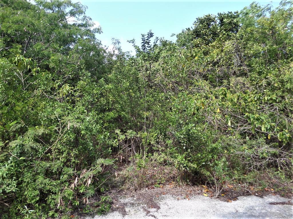 LOT# 20 STELLA MARIS
