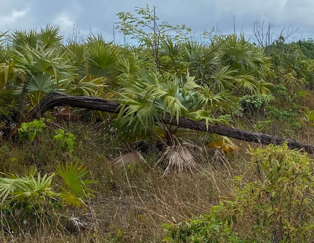 LUCAYA ESTATES LOT KRA Bahamas