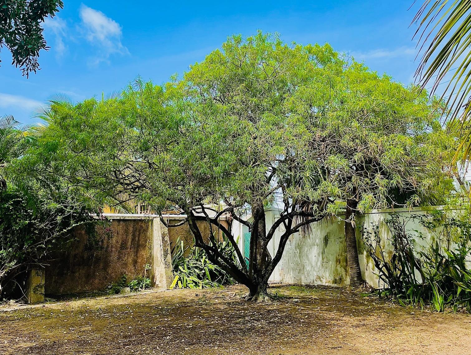 TABEBUIA TERRACE