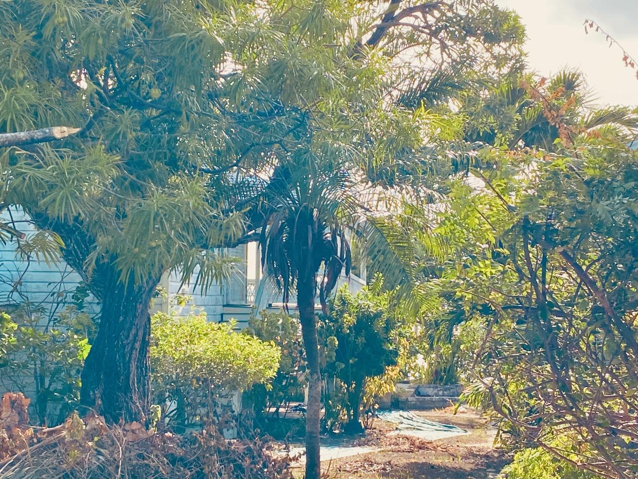 TABEBUIA TERRACE