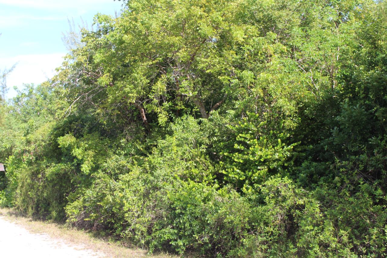 CASUARINA DRIVE