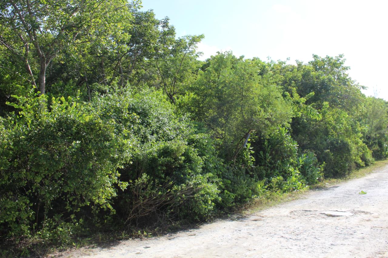 CASUARINA DRIVE