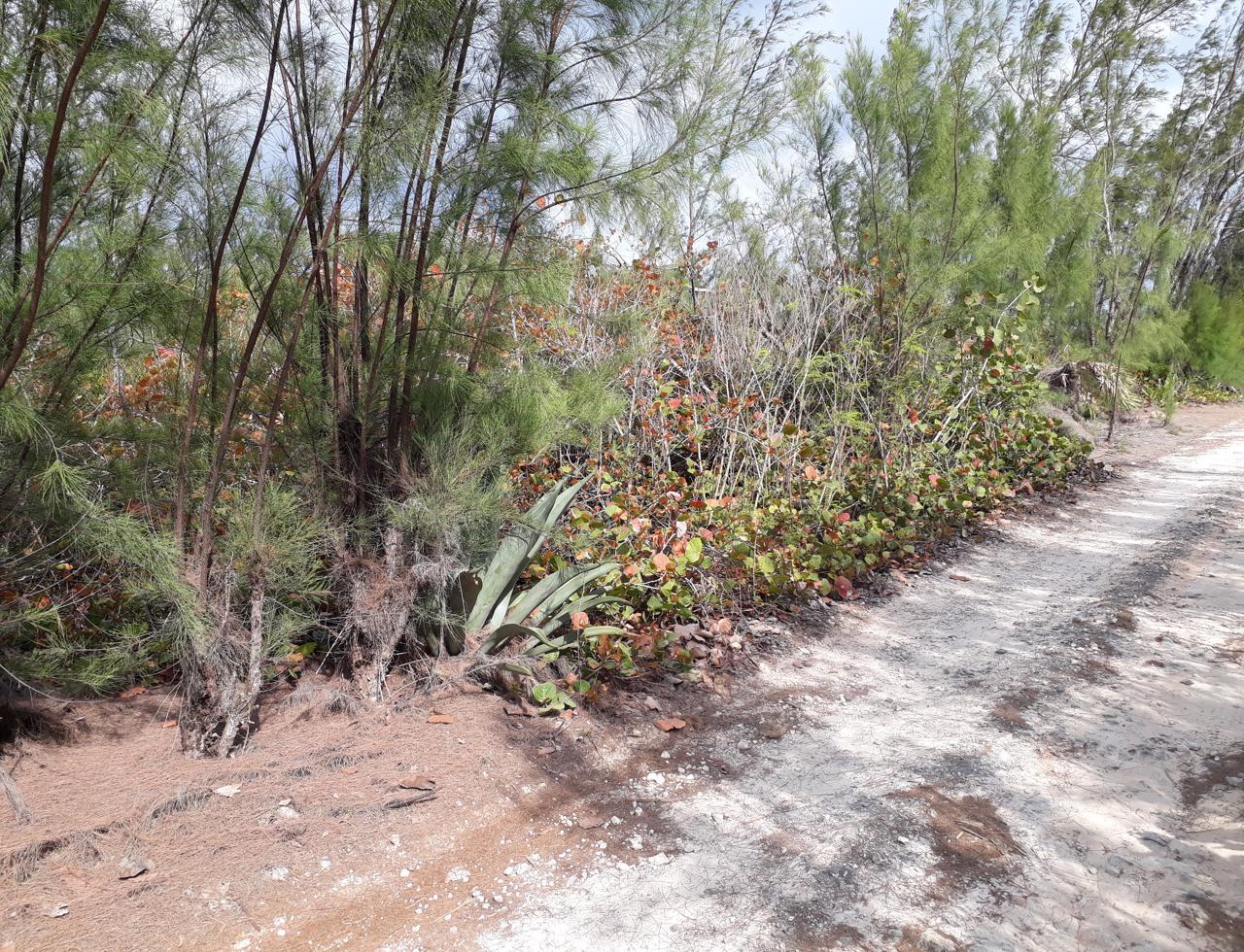 Eleuthera Vacant Lot