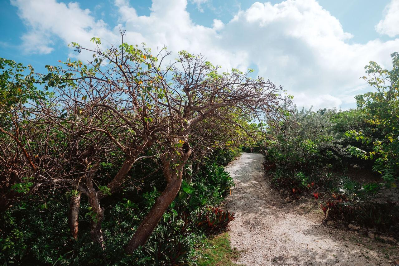 GUMBO LIMBO