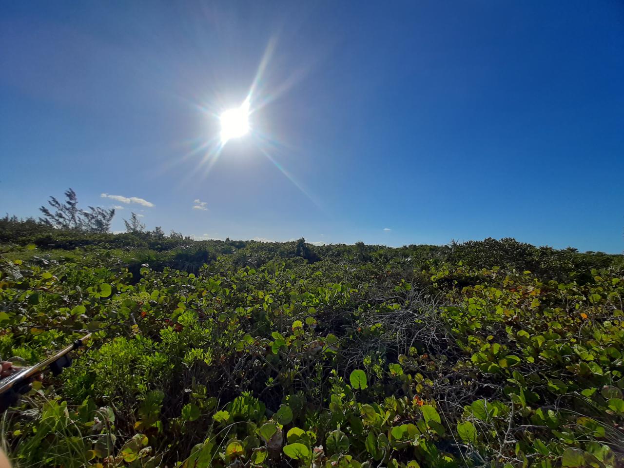 Beachfront Acreage