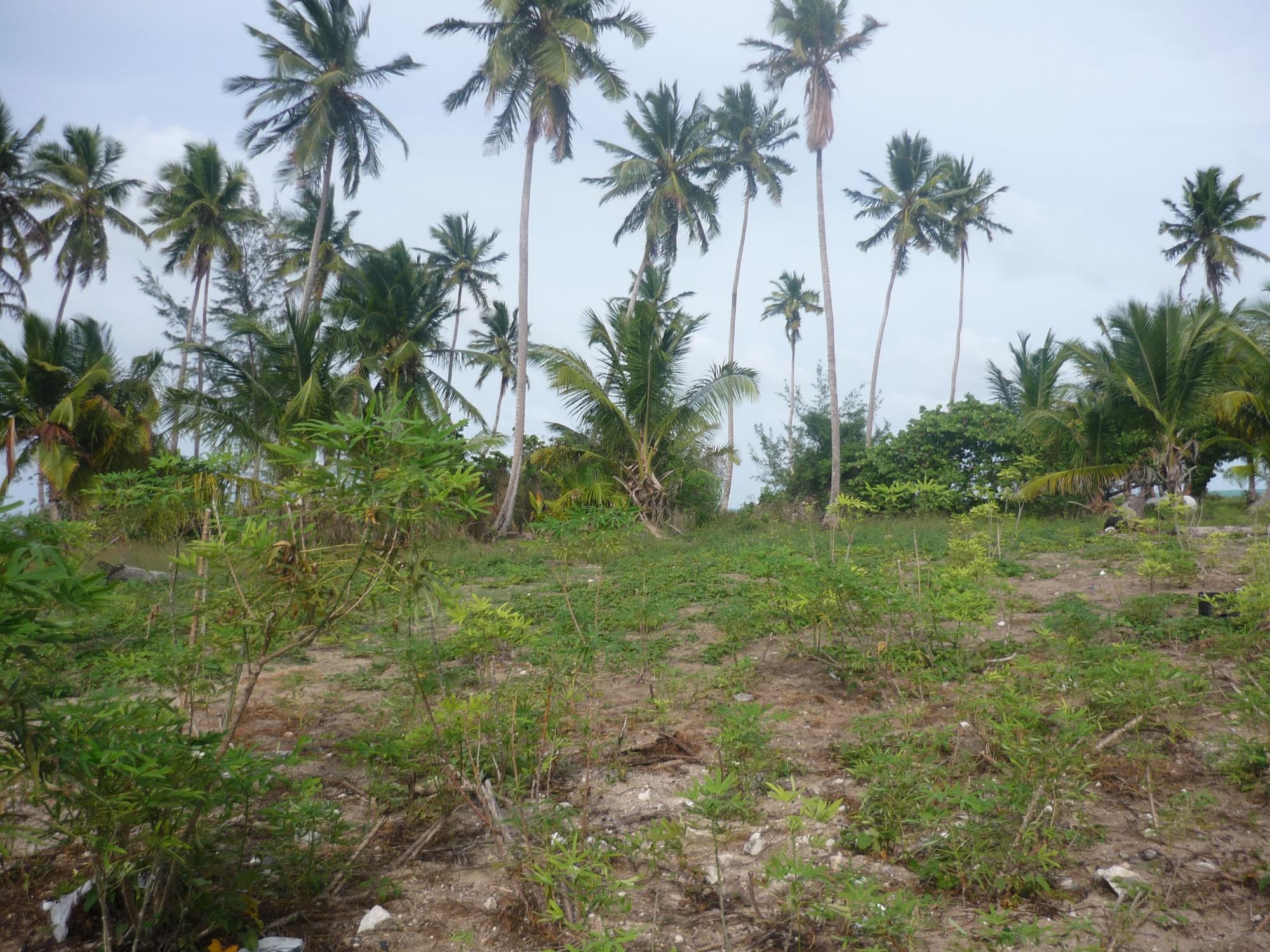 1.020 ACRES MANGROVE CAY