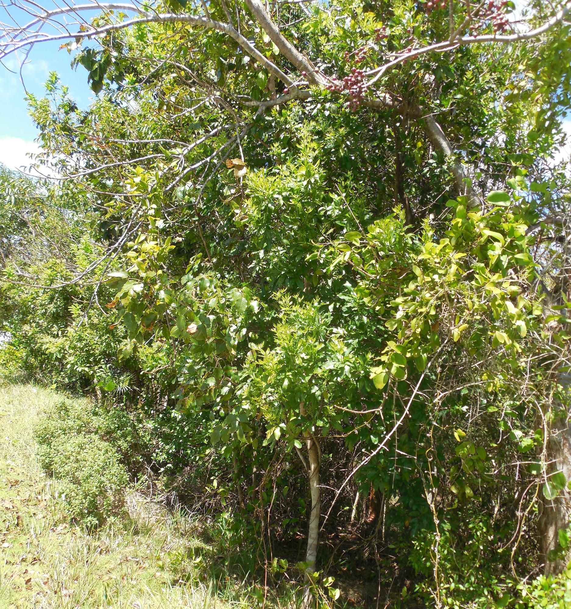 BAHAMA PALM SHORES