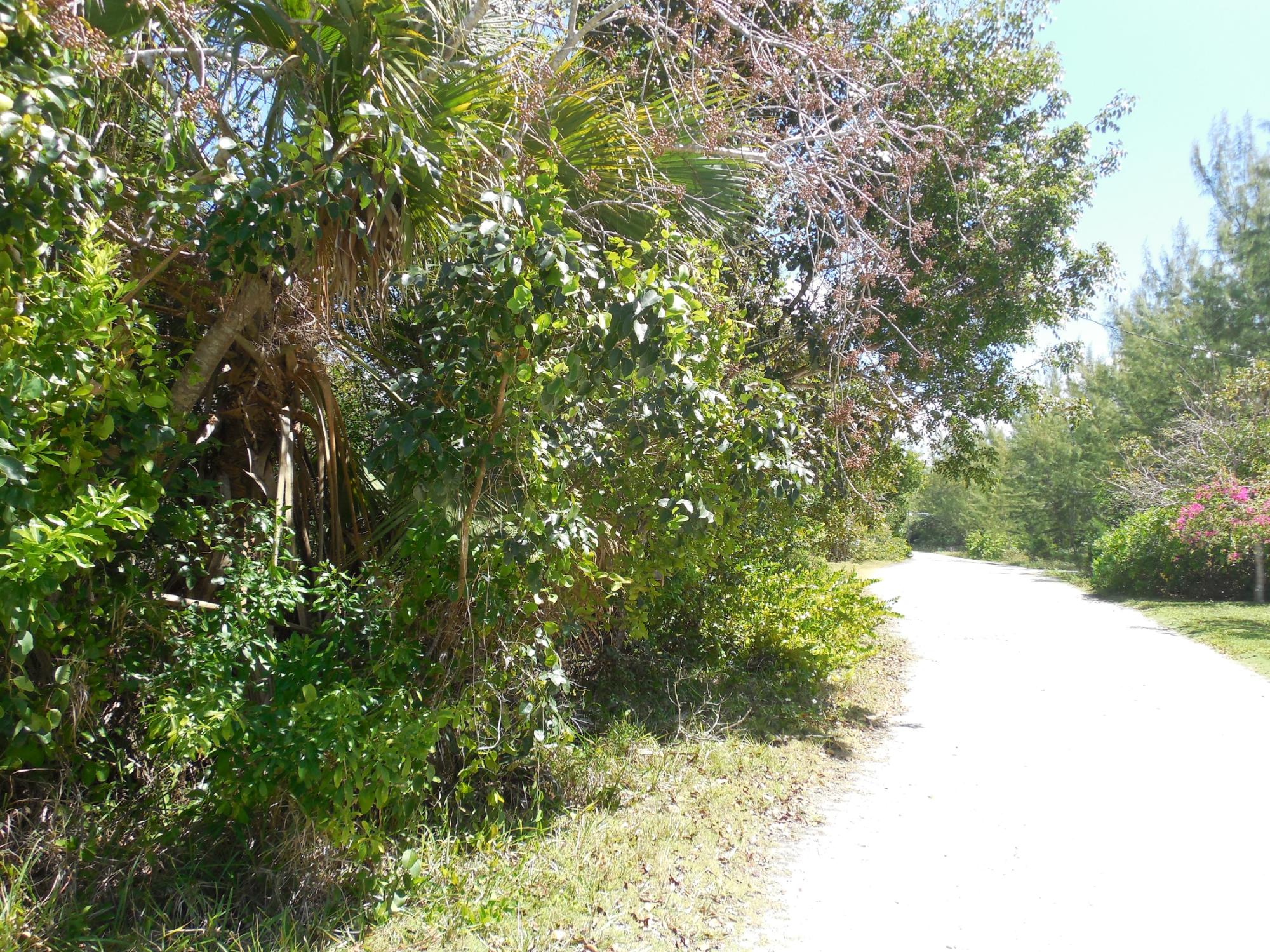 BAHAMA PALM SHORES