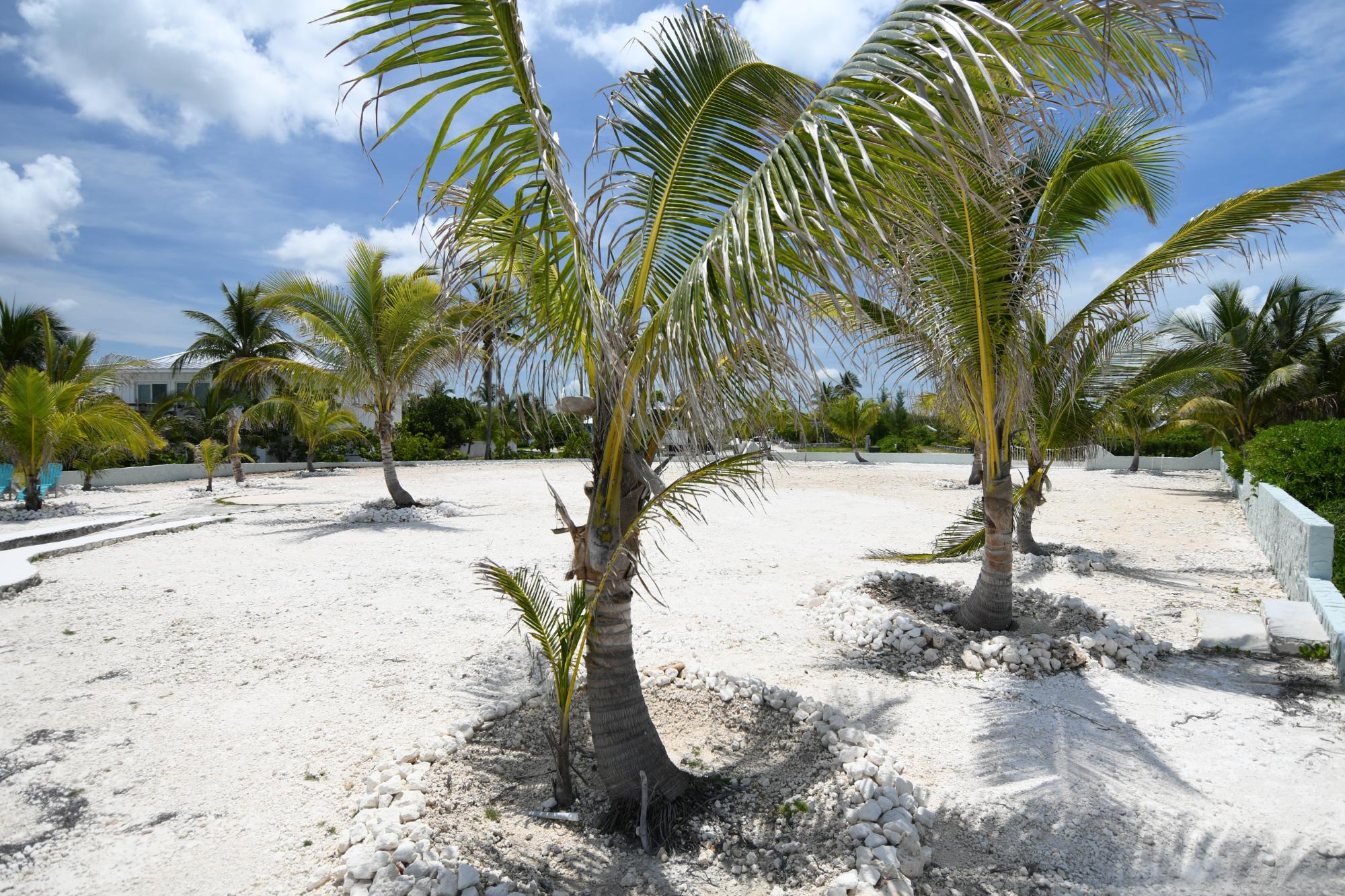 Windward Palms