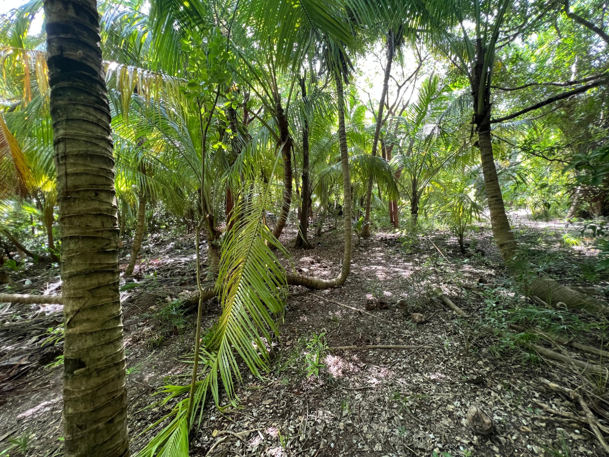 Harbour Island Lot