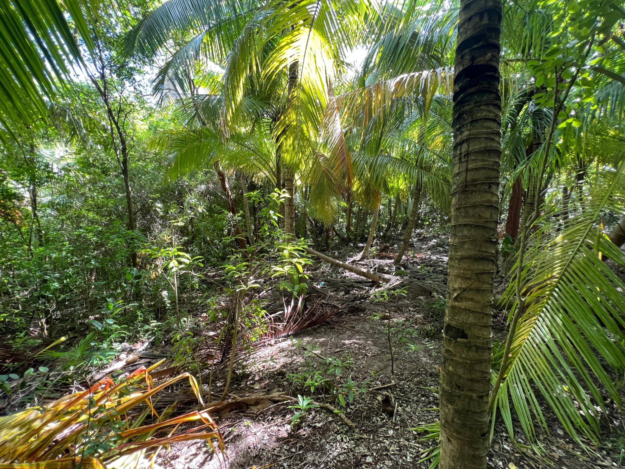 Harbour Island Lot