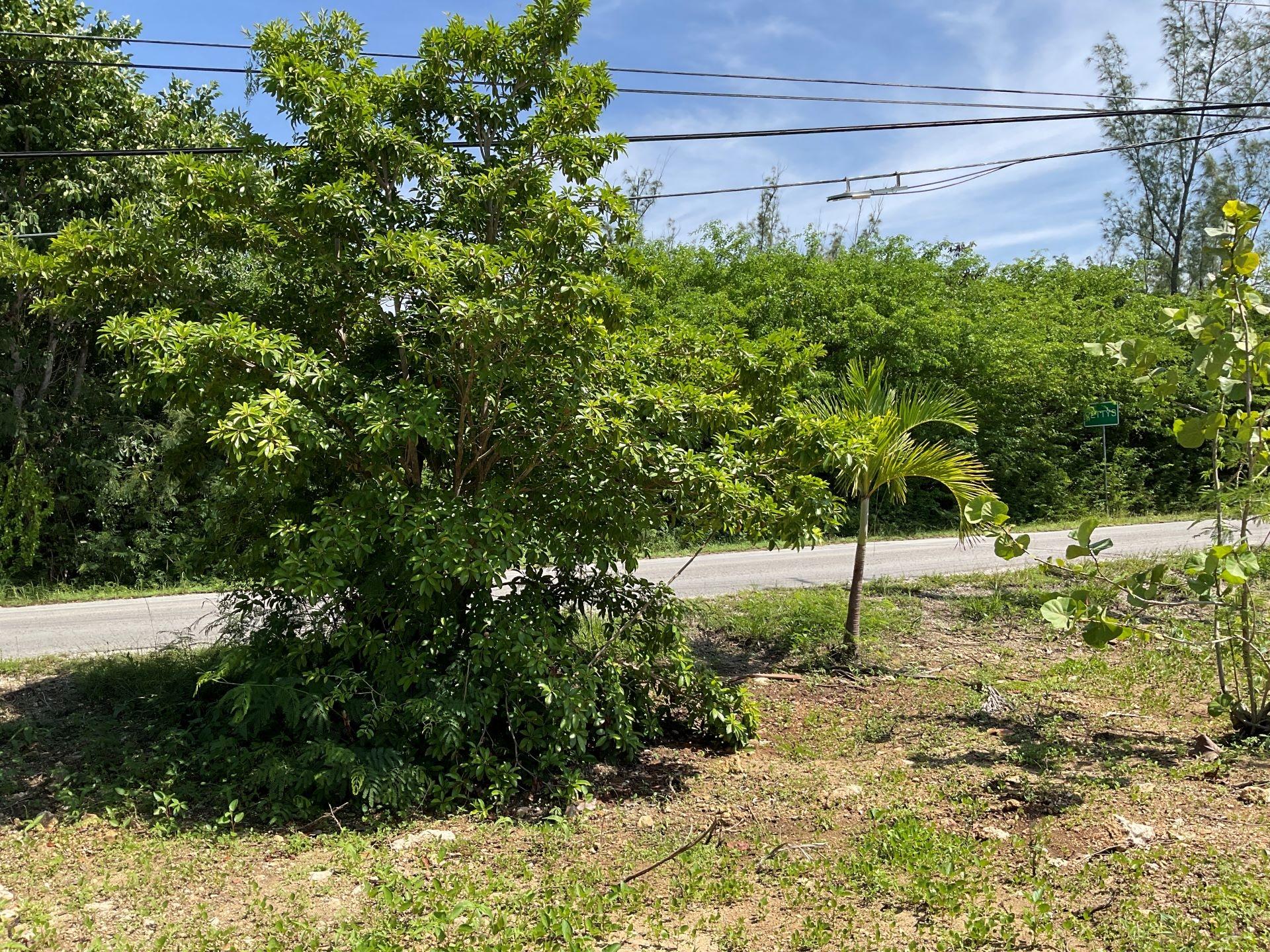 MANGROVE BUSH LOT