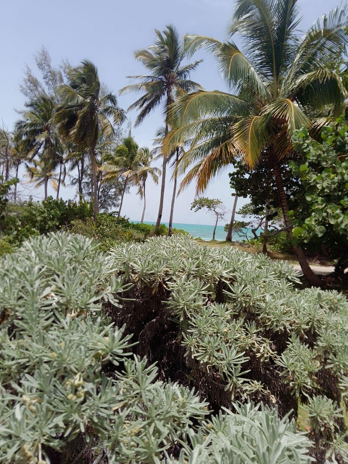 SOUTH ANDROS BEACH