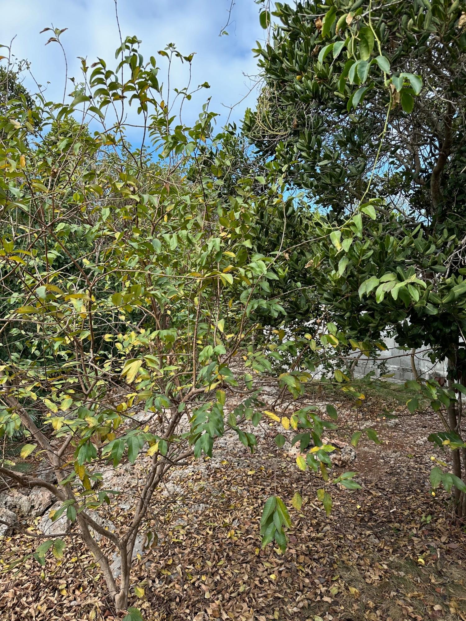 ELEUTHERA ISLAND SHORES