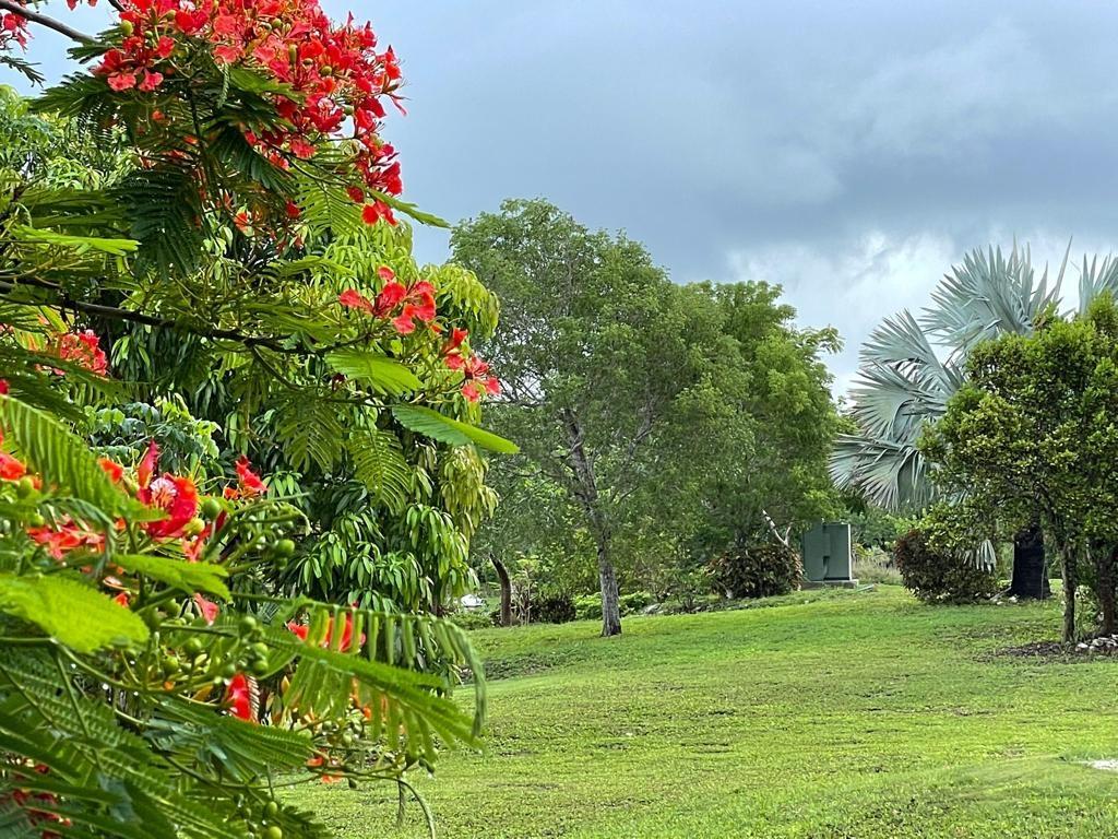 LYFORD HILLS
