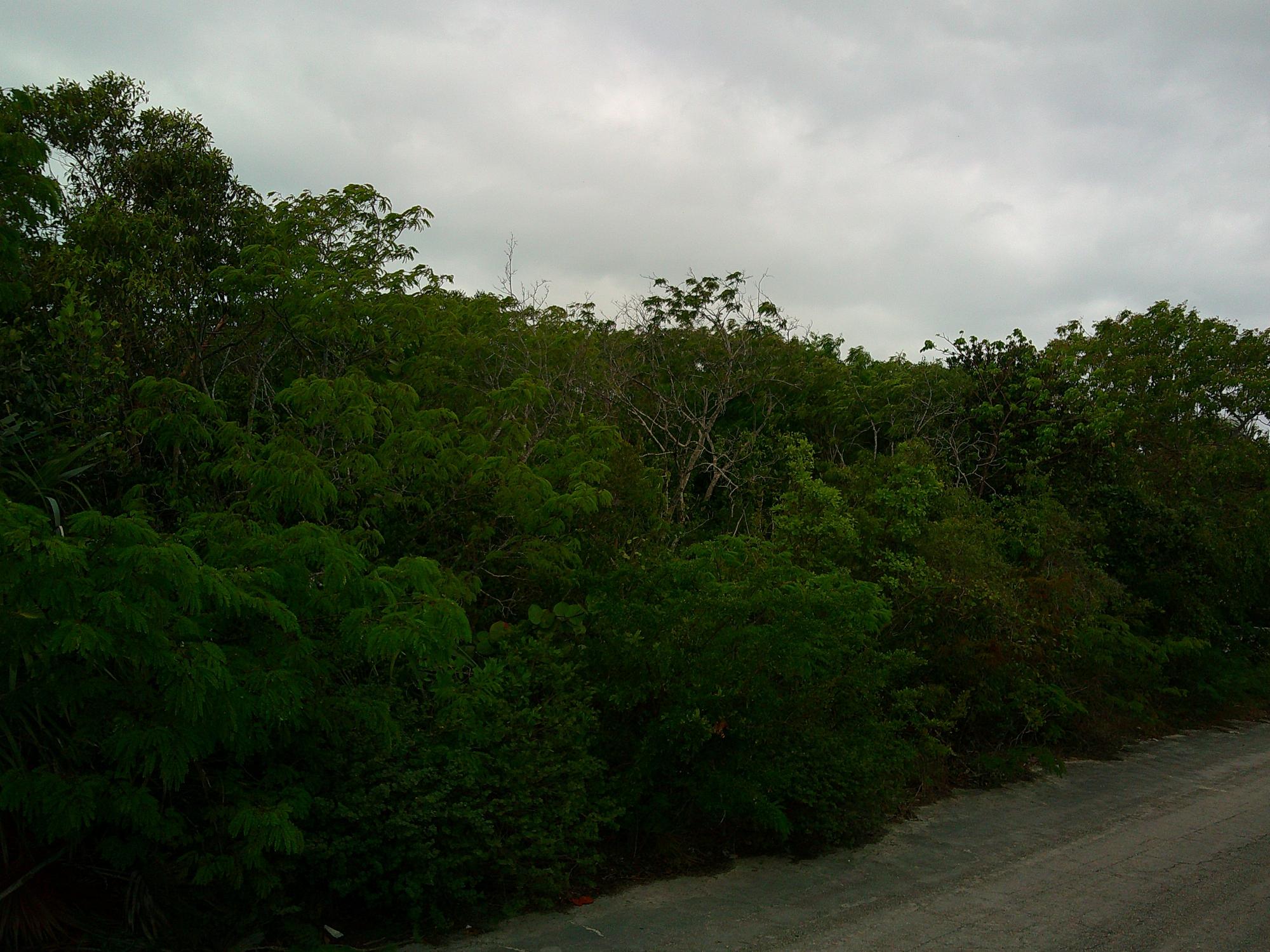 Periwinkle Lane BS18
