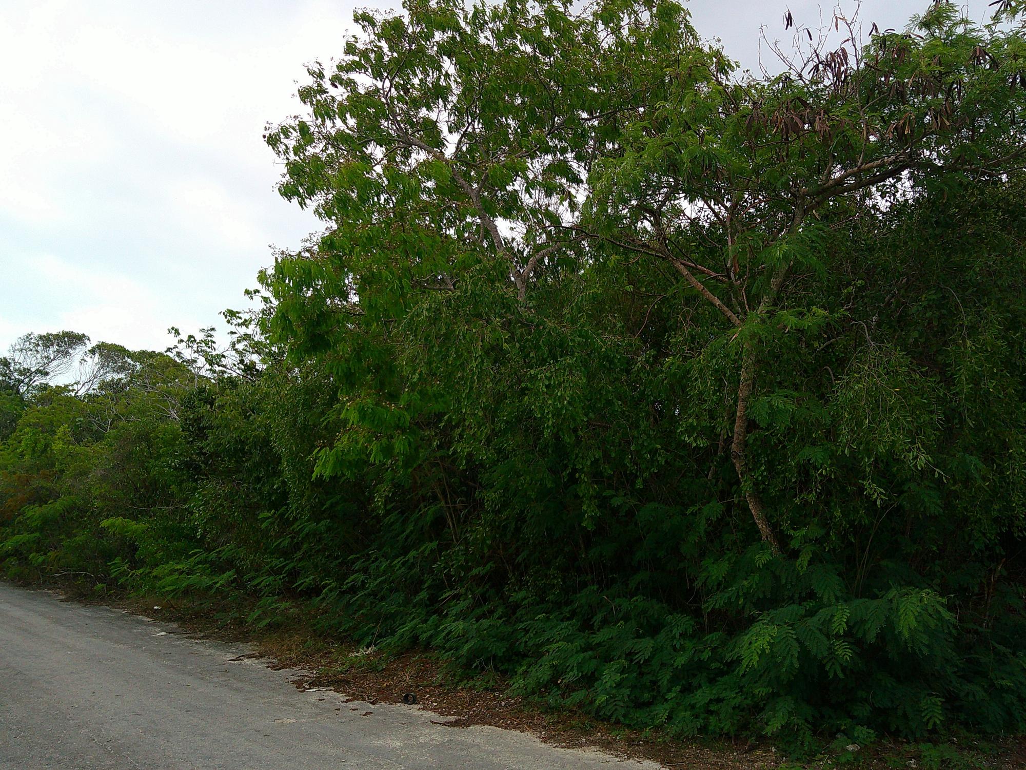 Periwinkle Lane BS18