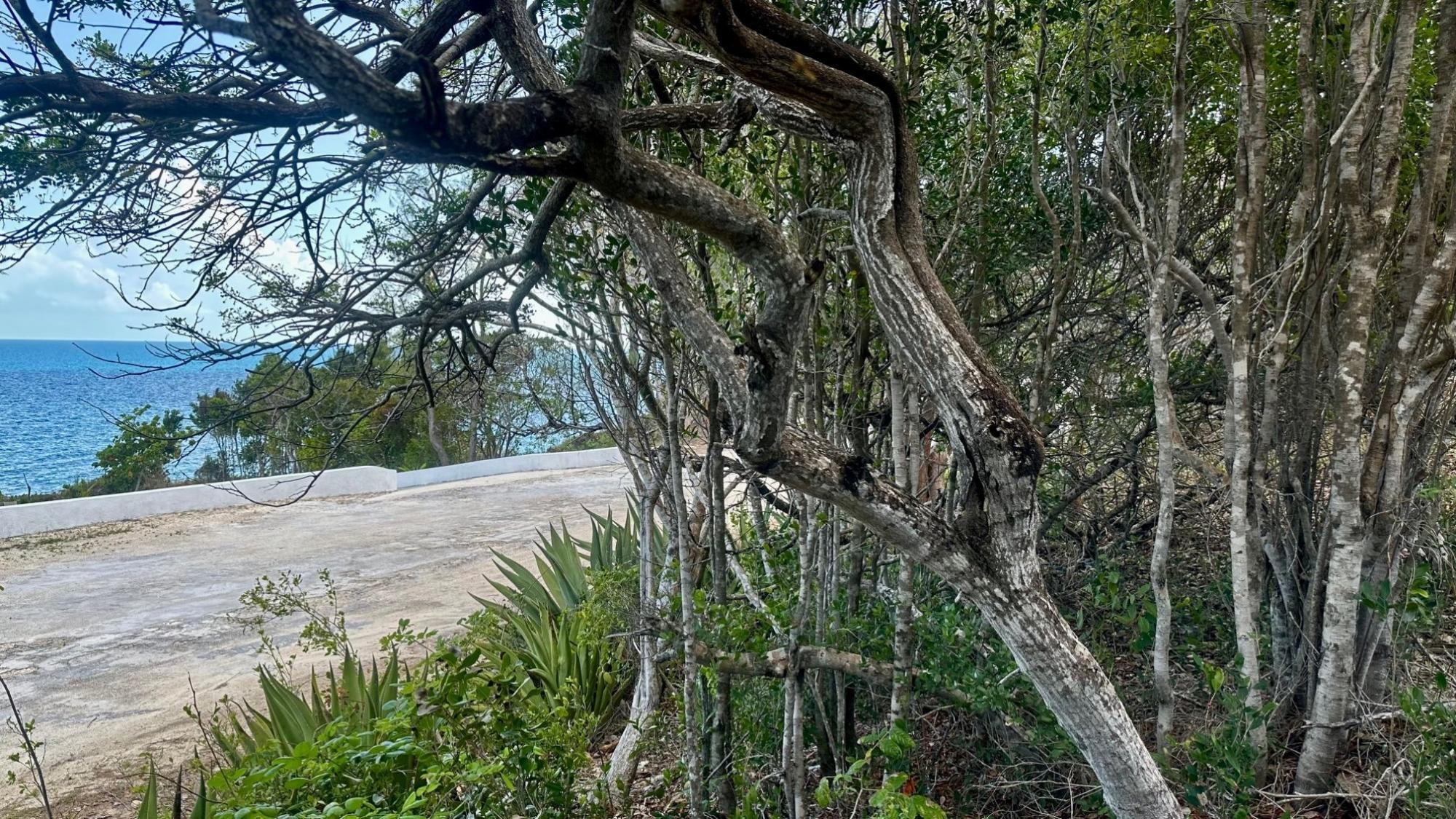 8 WANDERING SHORE
