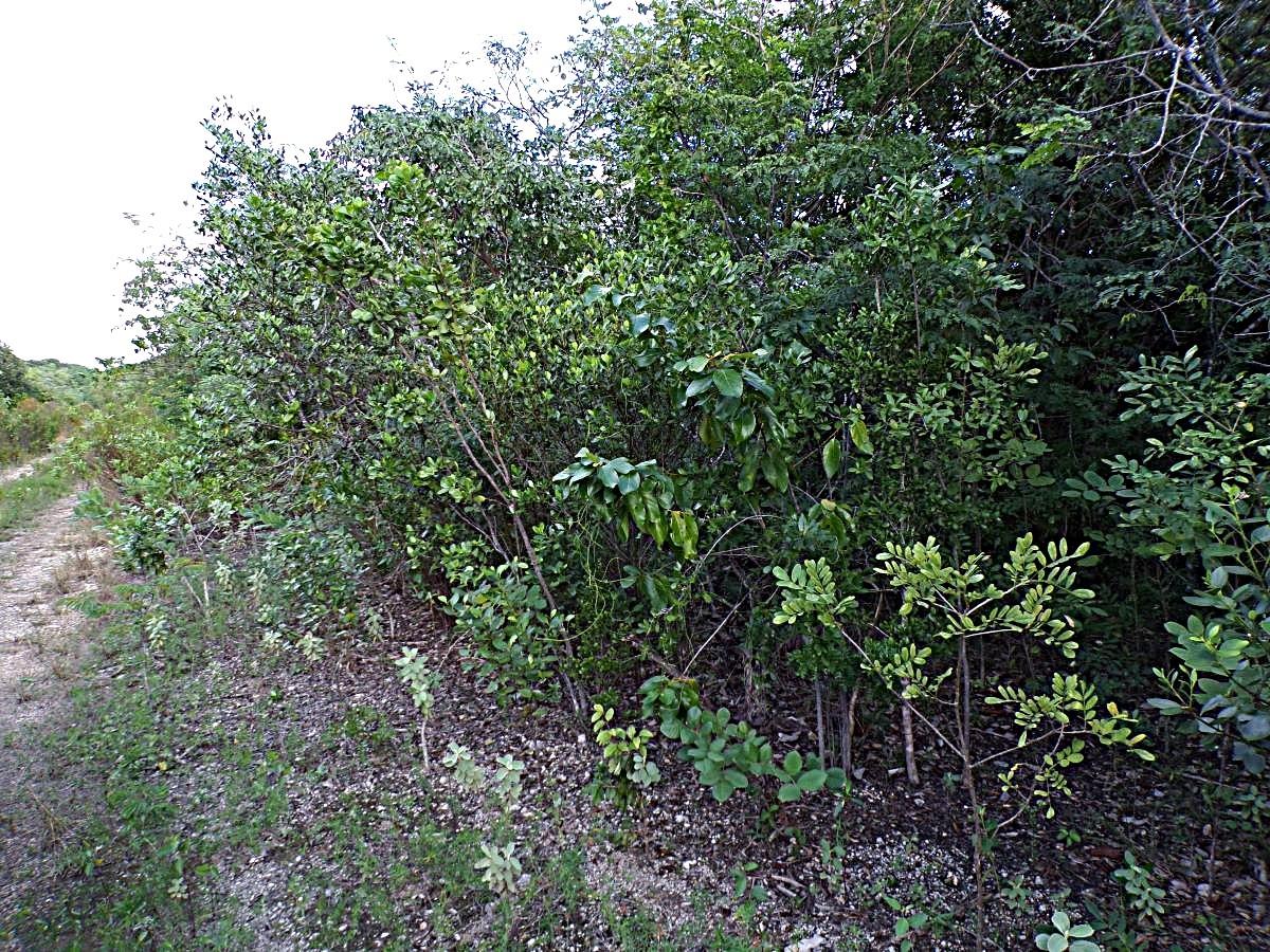 Acreage