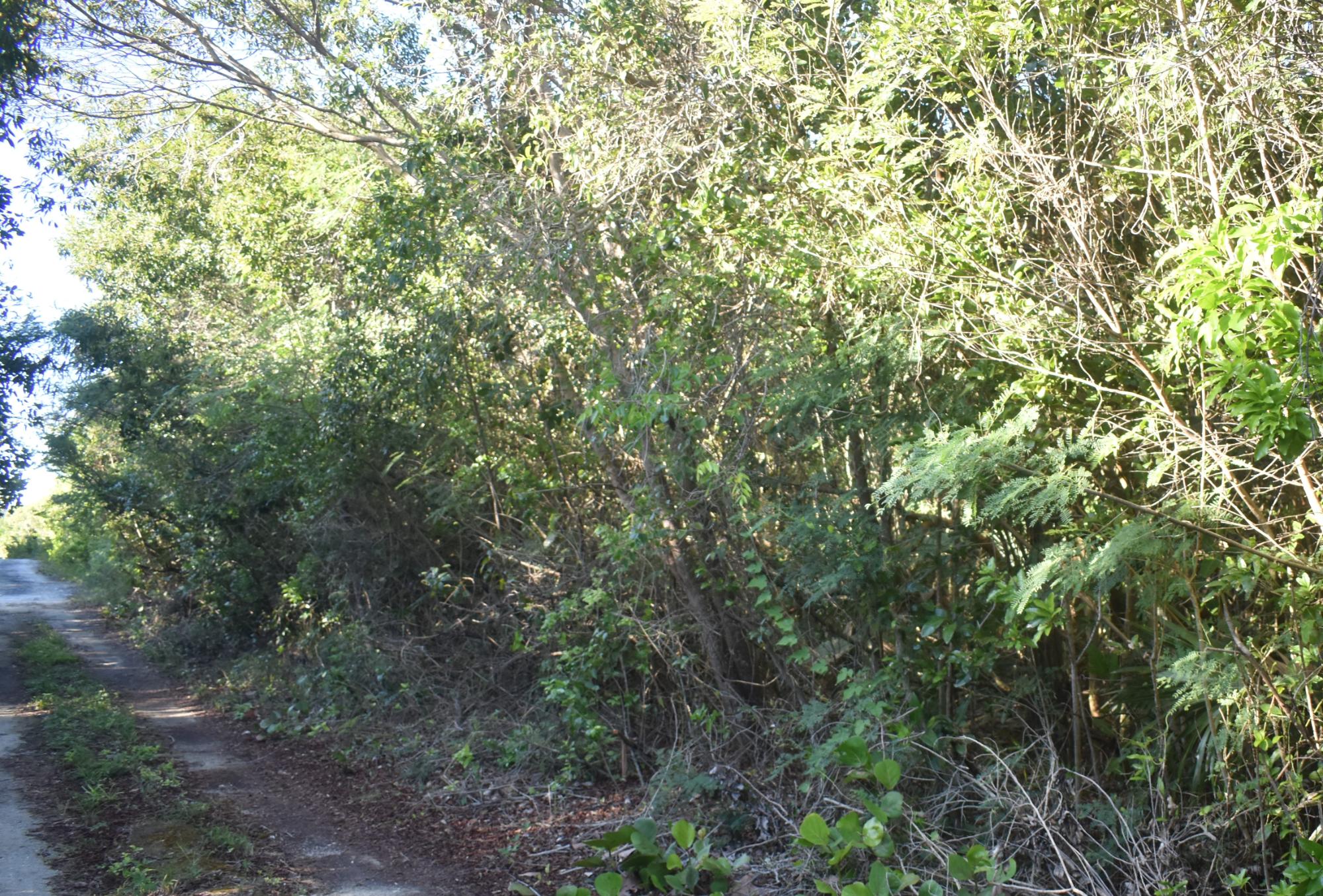 Eleuthera Lot