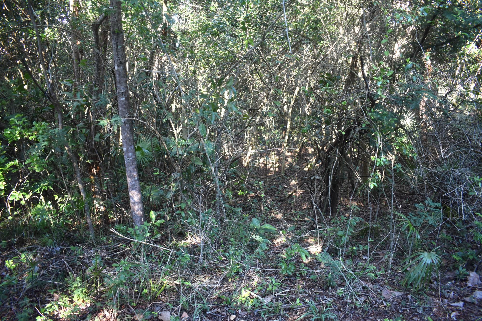 Eleuthera Lot