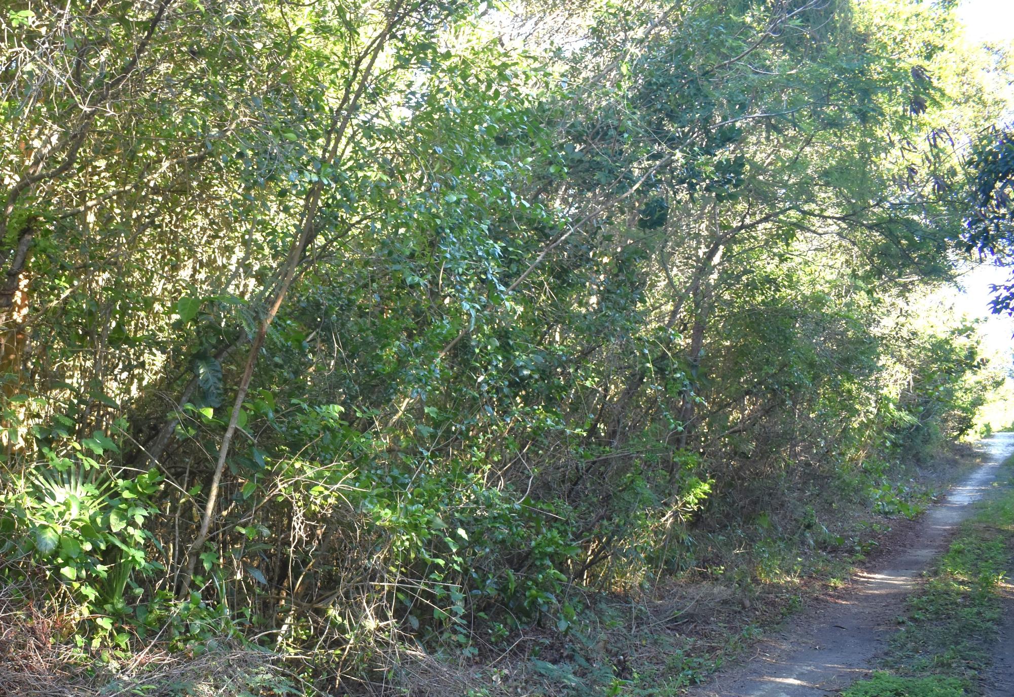Eleuthera Lot