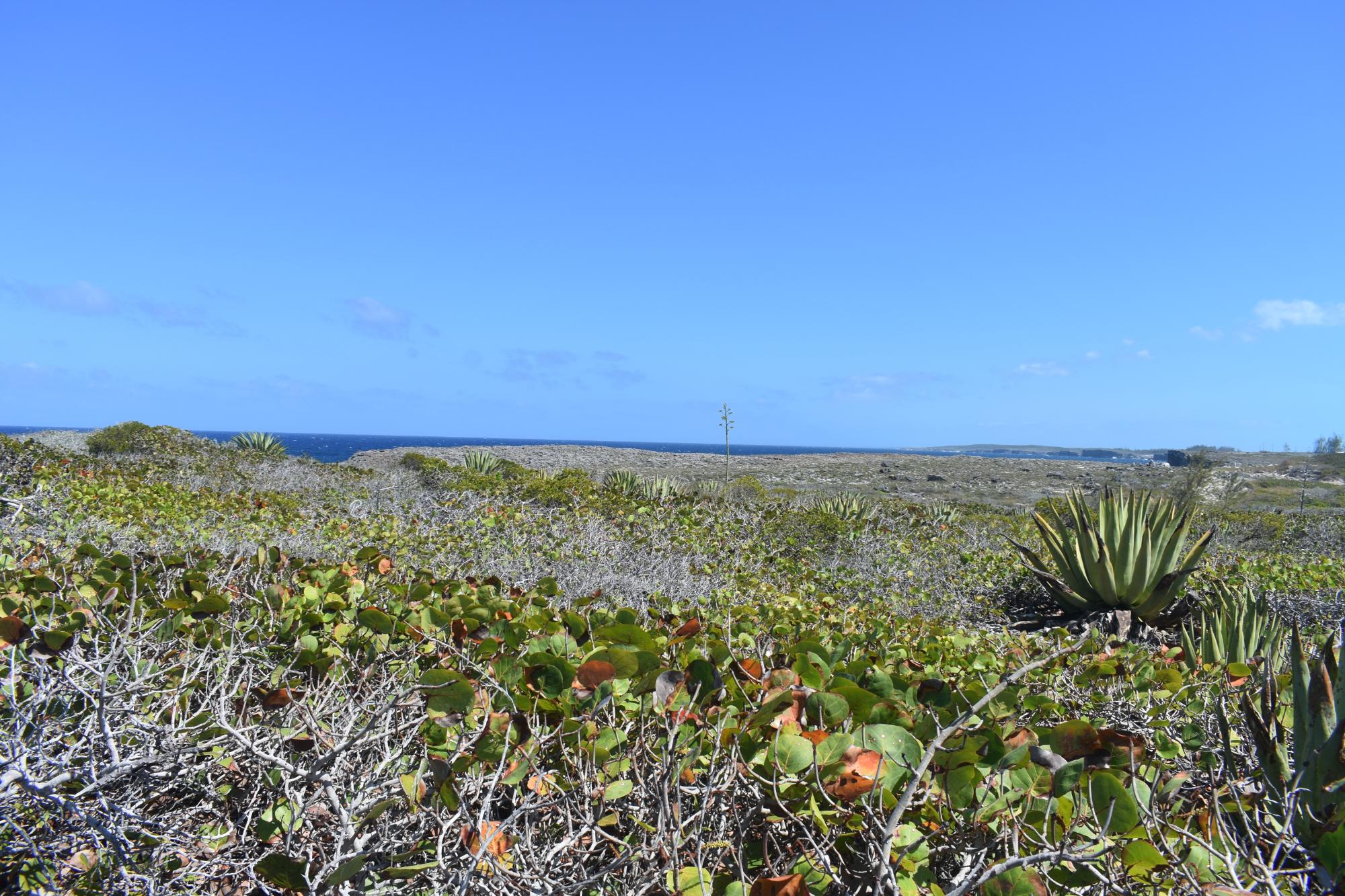 Eleuthera Lot