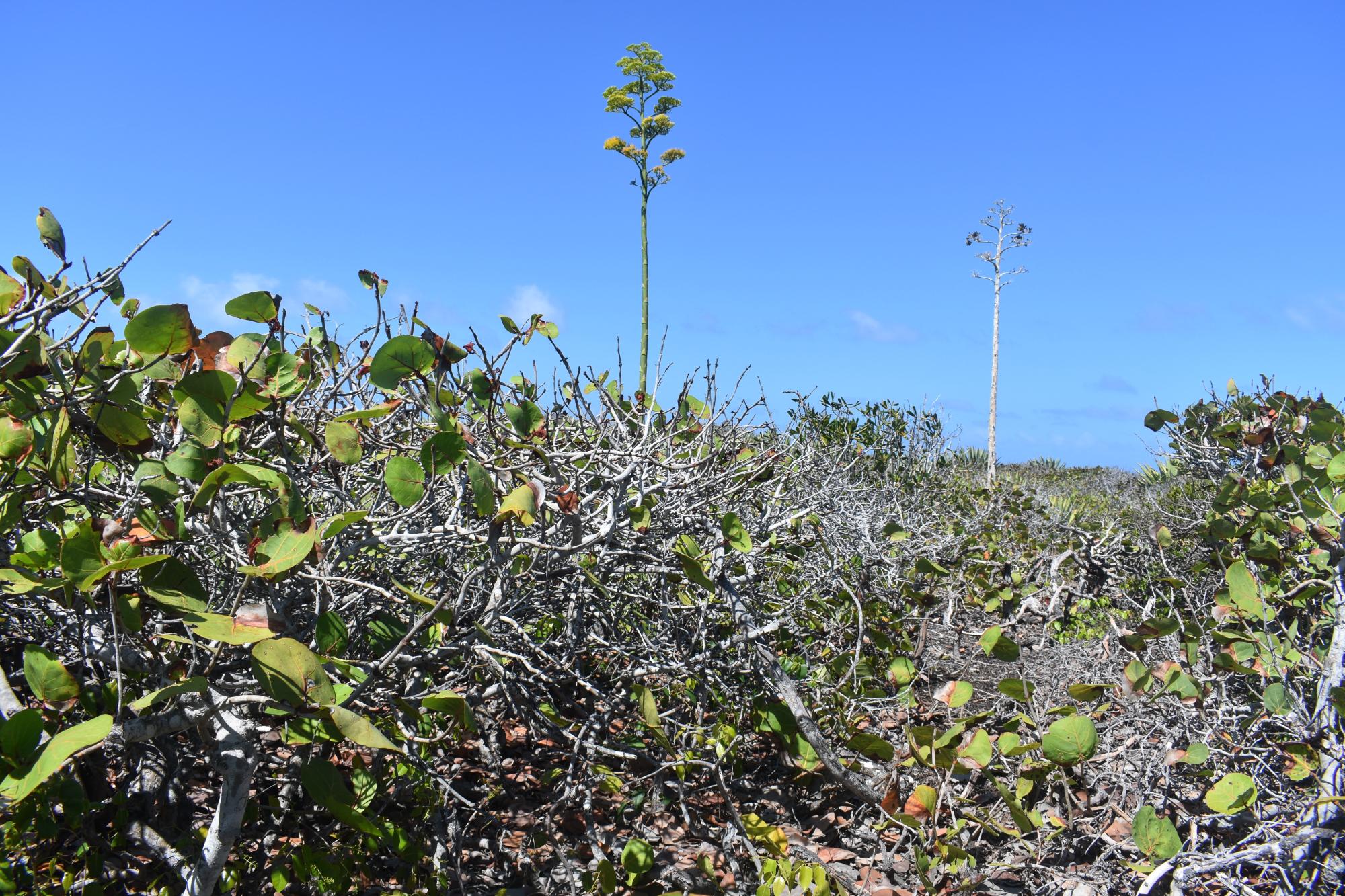Eleuthera Lot