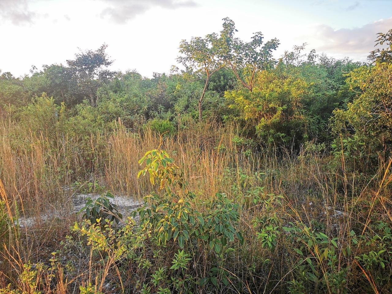 9 ACRE LOT OFF CARMICHAEL RD