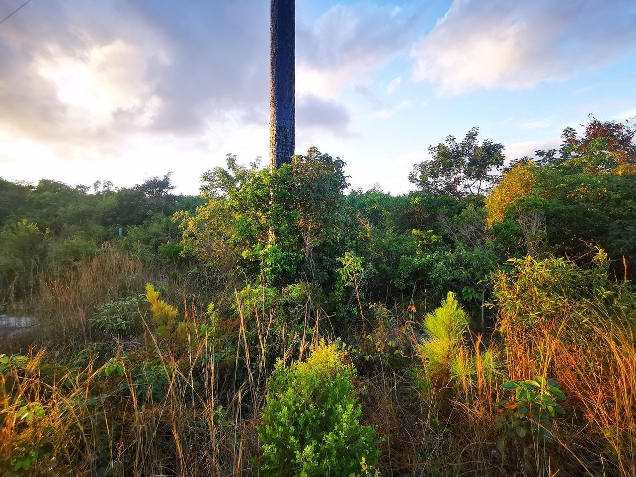 9 ACRE LOT OFF CARMICHAEL RD