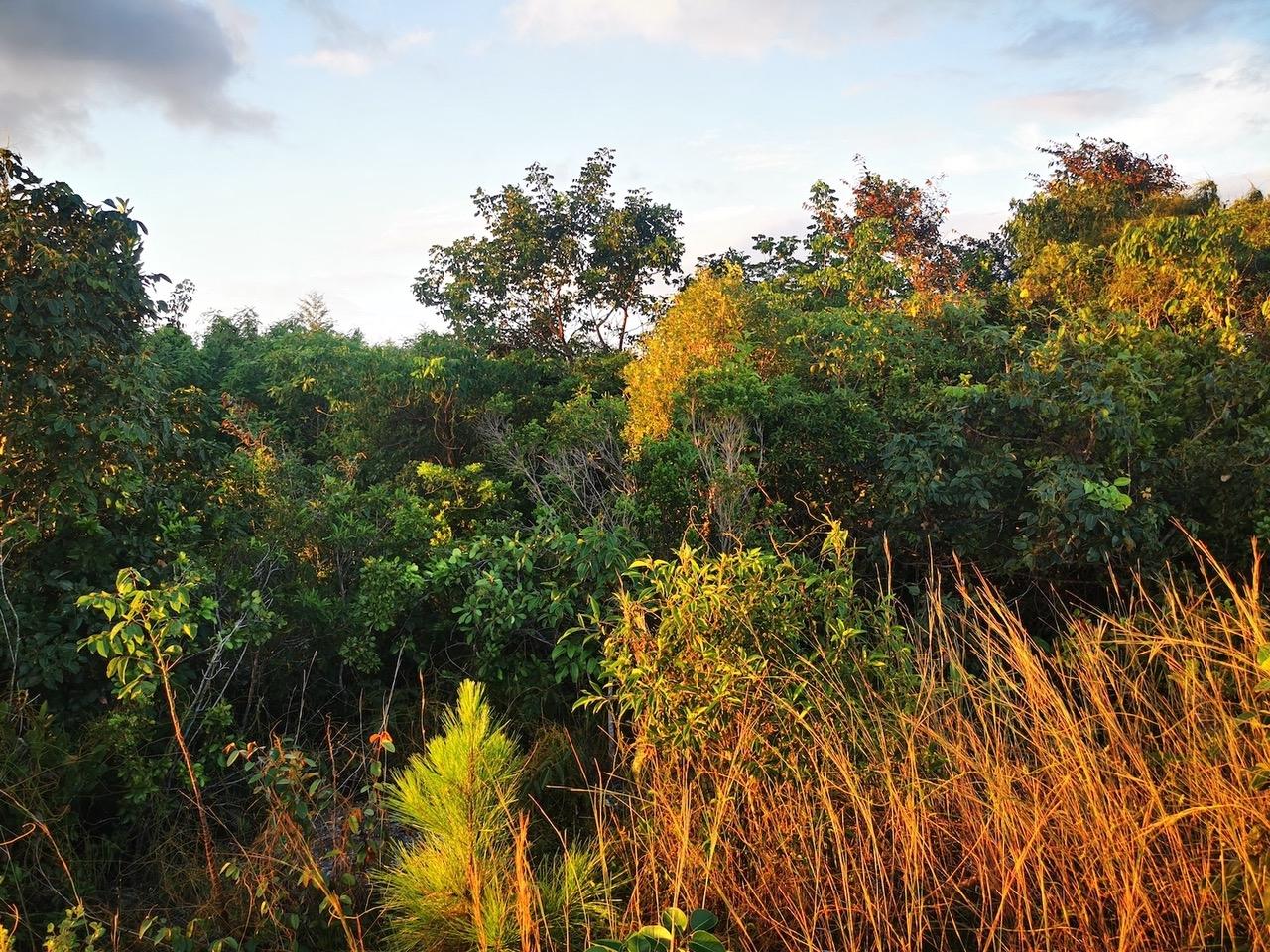 9 ACRE LOT OFF CARMICHAEL RD