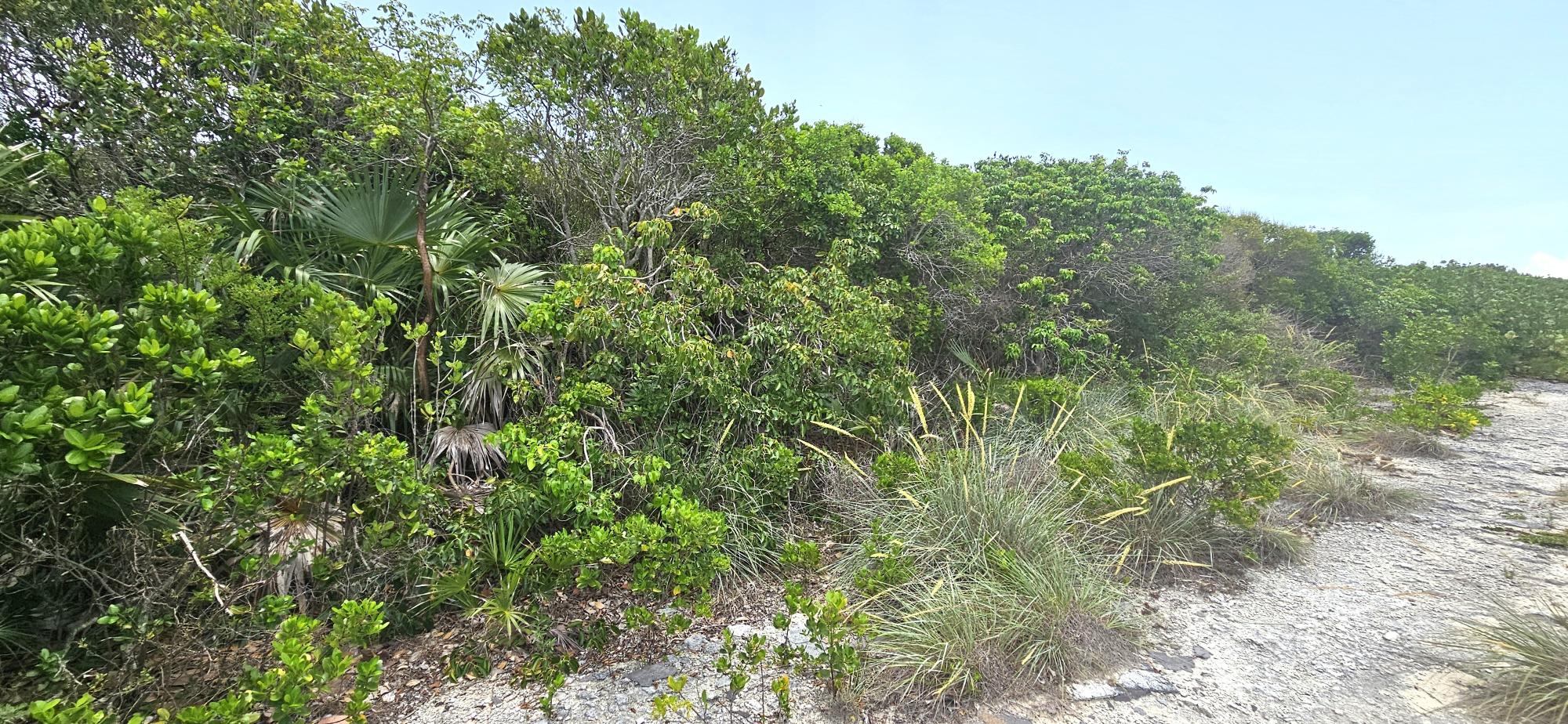 Whale Point Lot