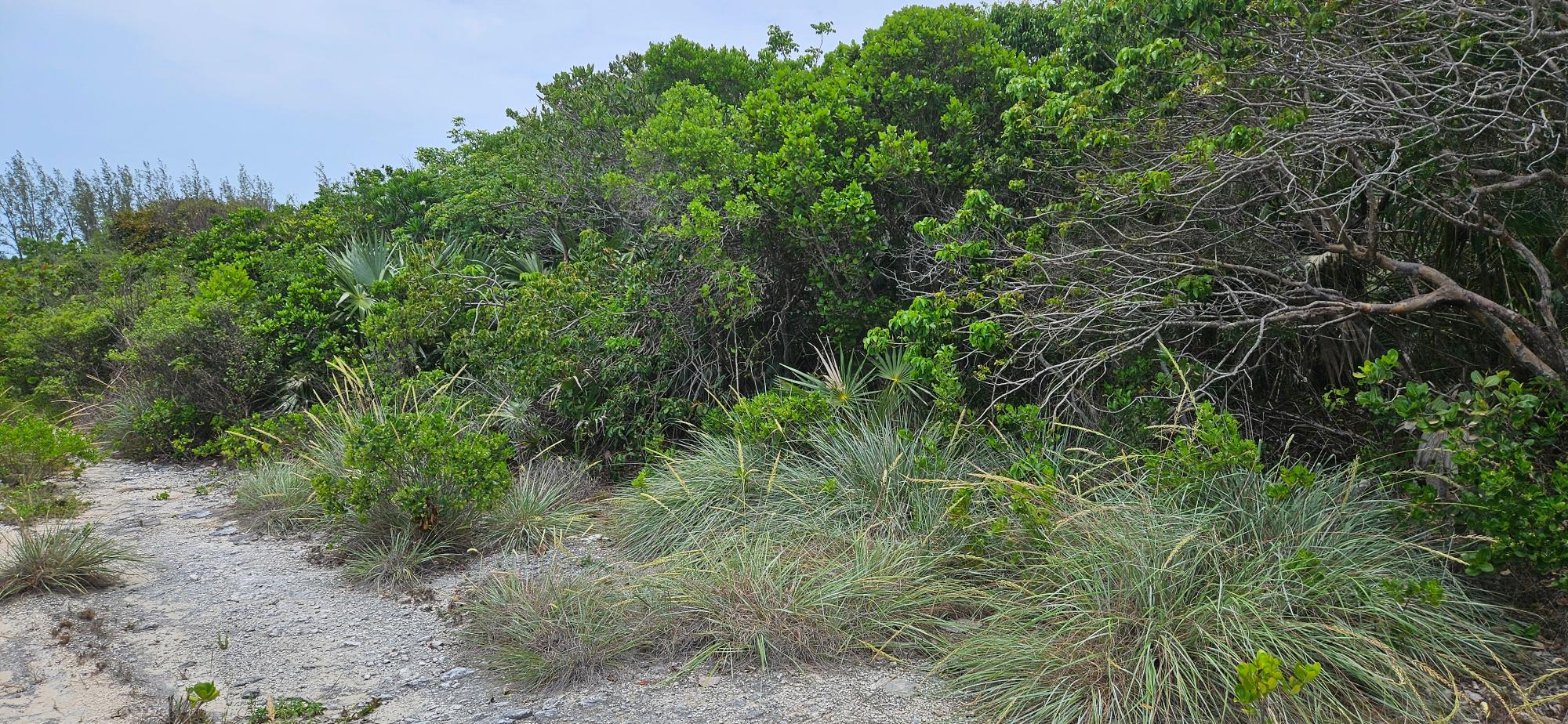 Whale Point Lot