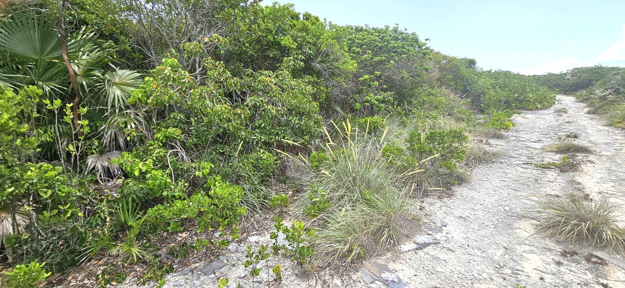 Whale Point Lot