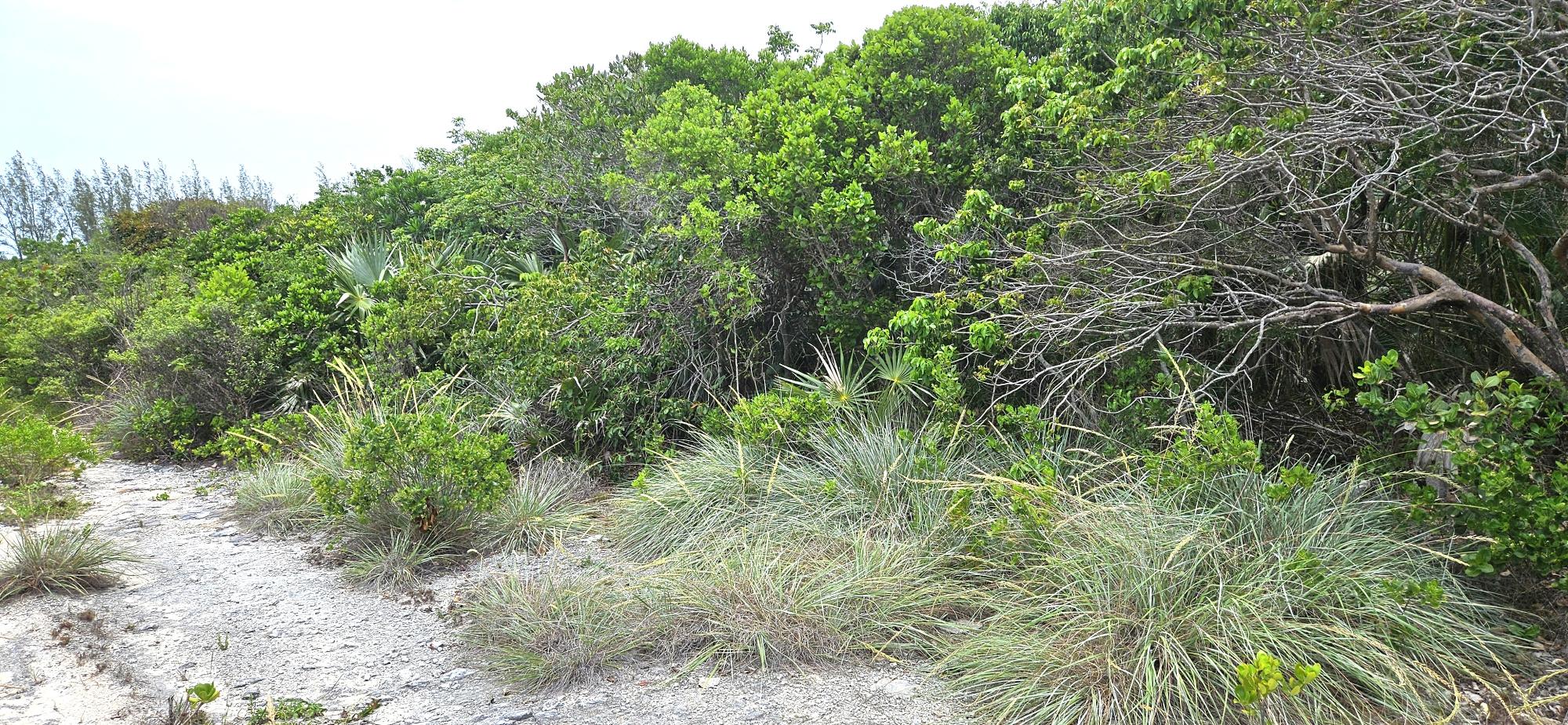 Whale Point Lot