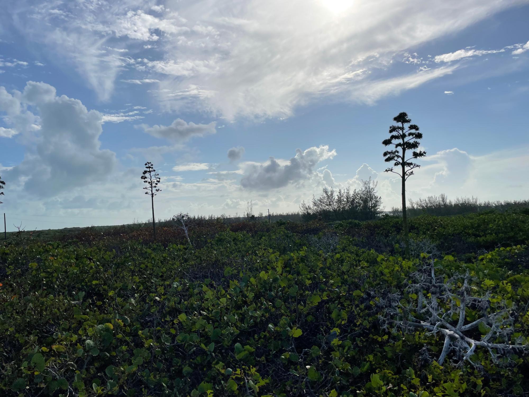 Whale Point Estates