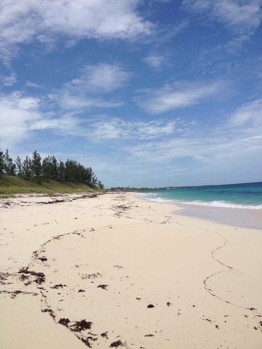 JOE BOOKIE BAY