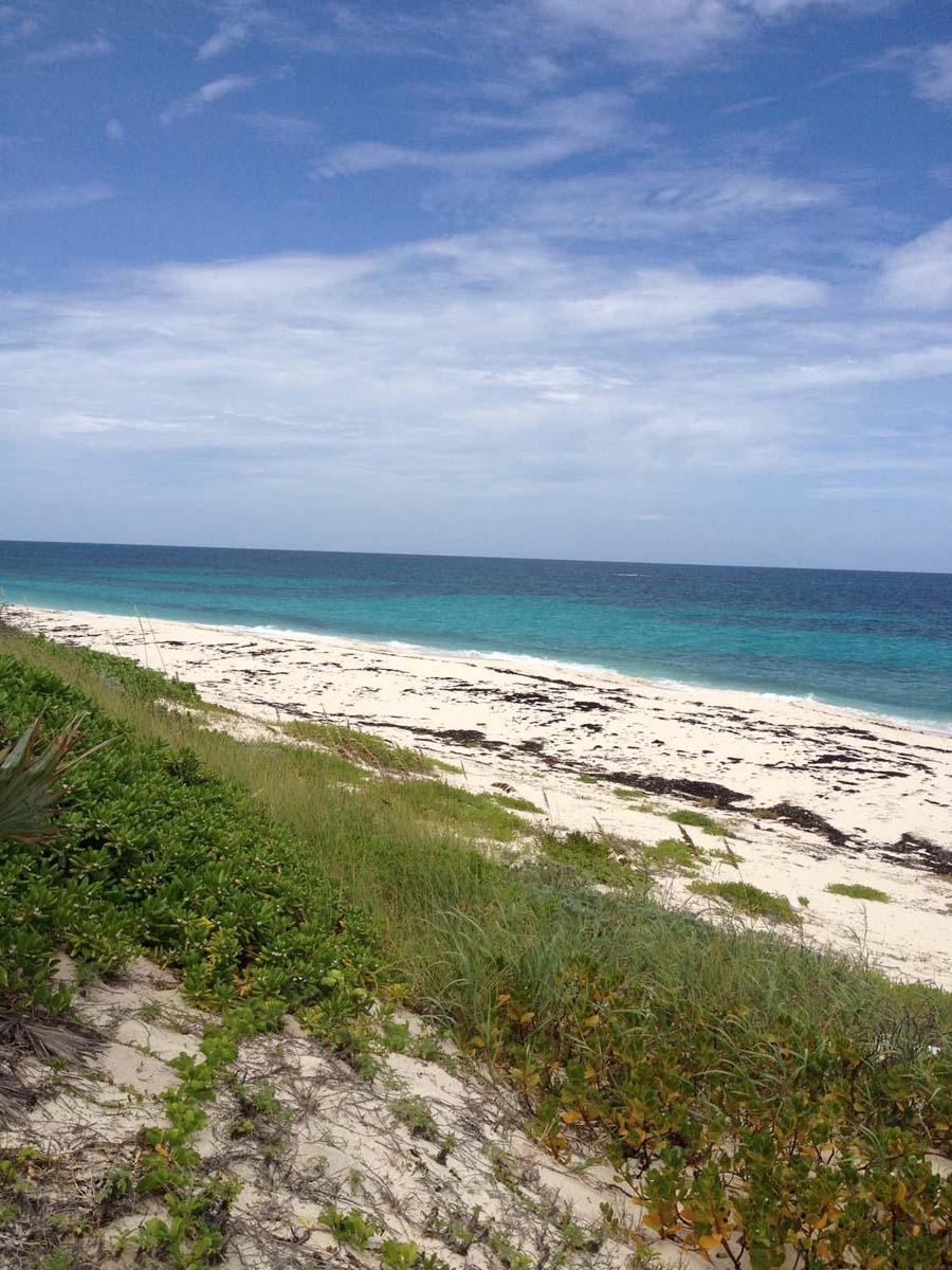 JOE BOOKIE BAY