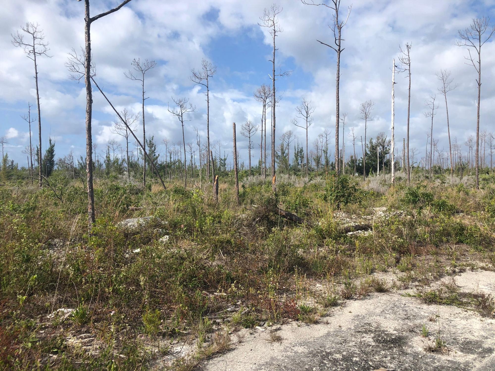 GRAND BAHAMA LOT