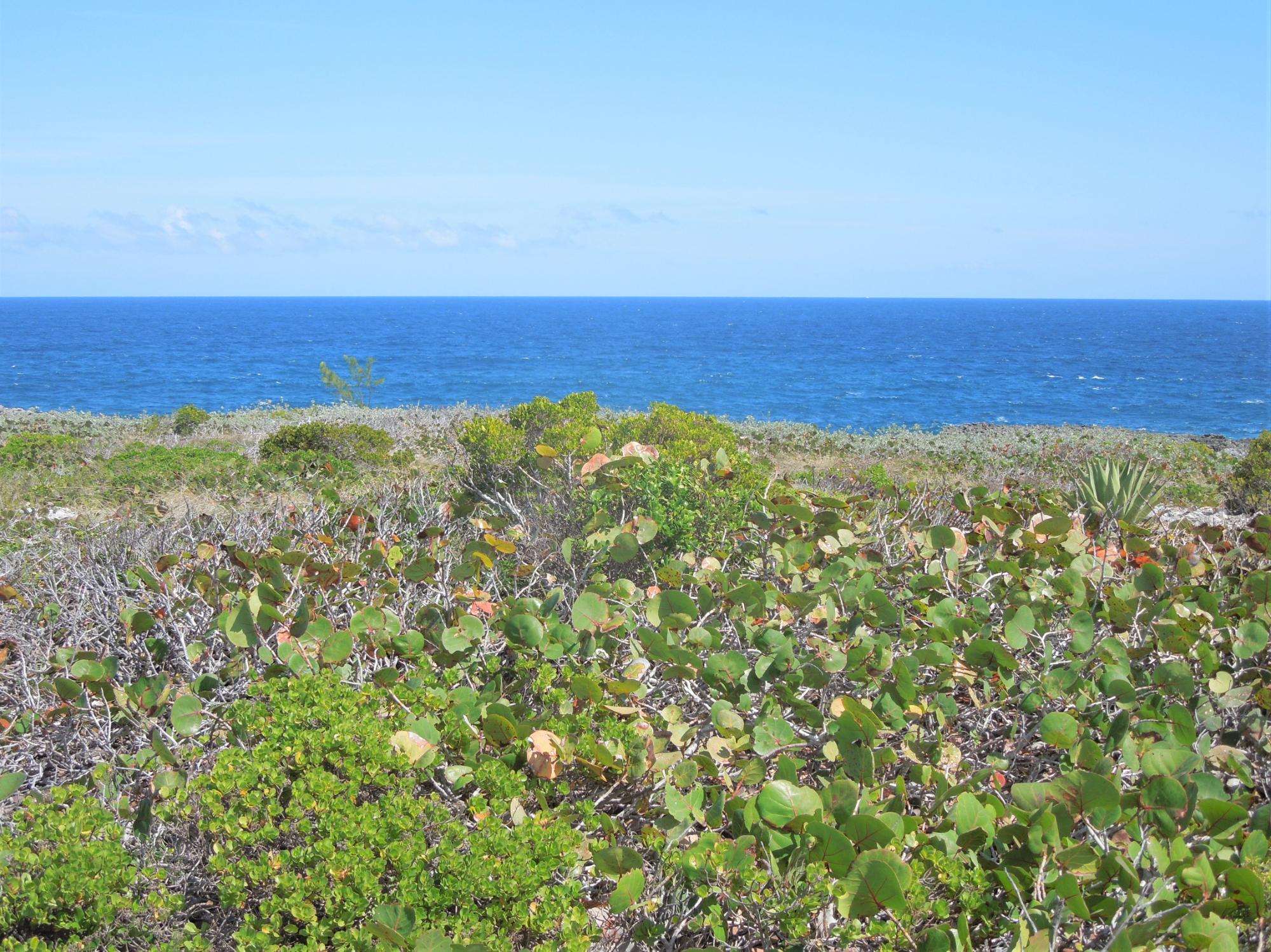 Whale Point Lot