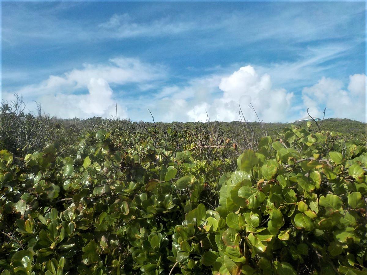 OCEAN FRONT ACREAGE