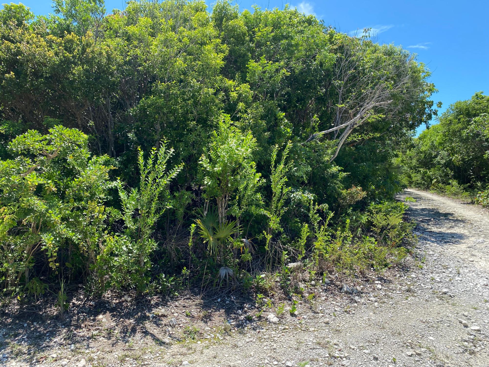 ELEUTHERA ISLAND SHORES