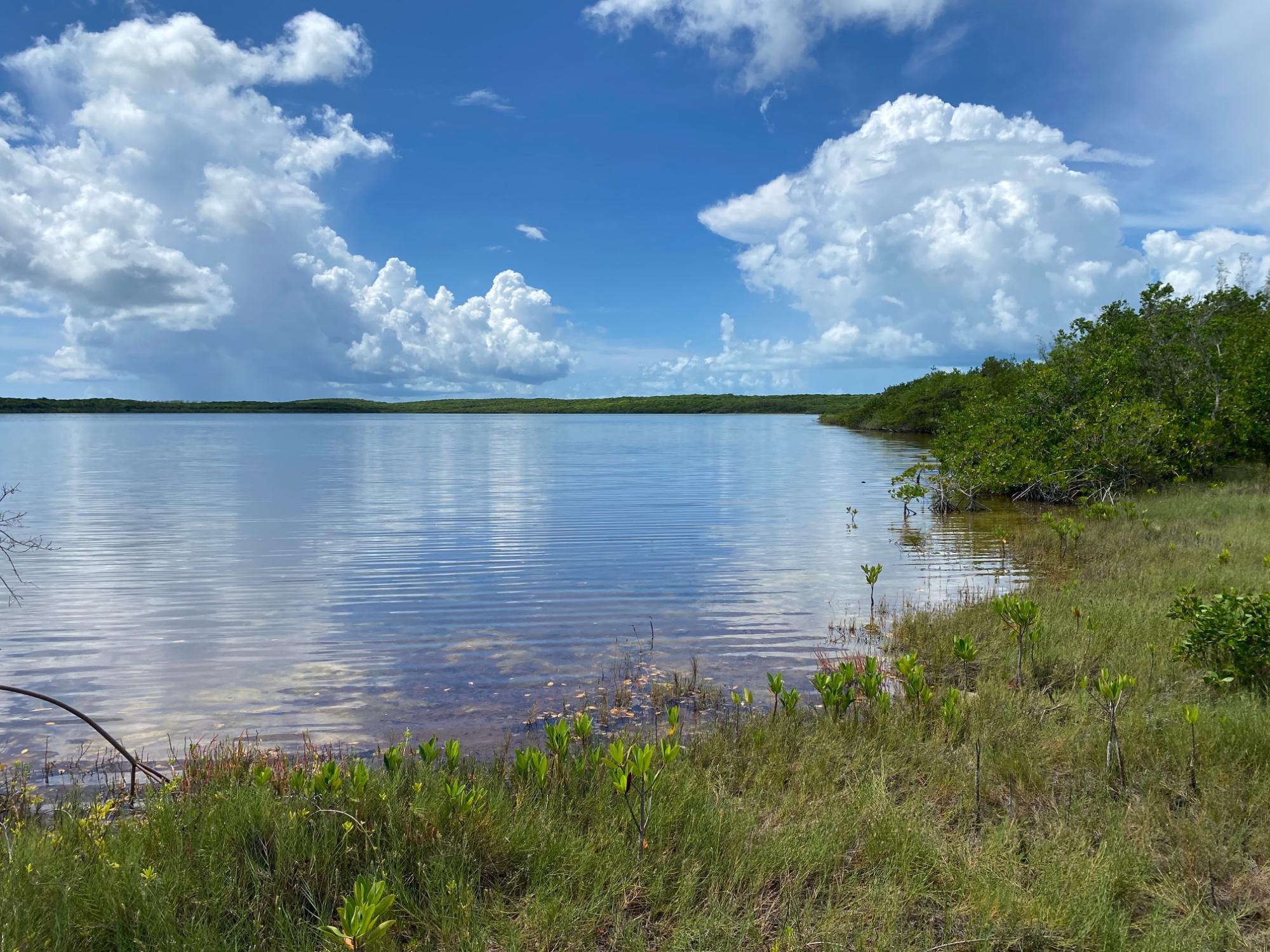 NORTH PALMETTO POINT, ELE