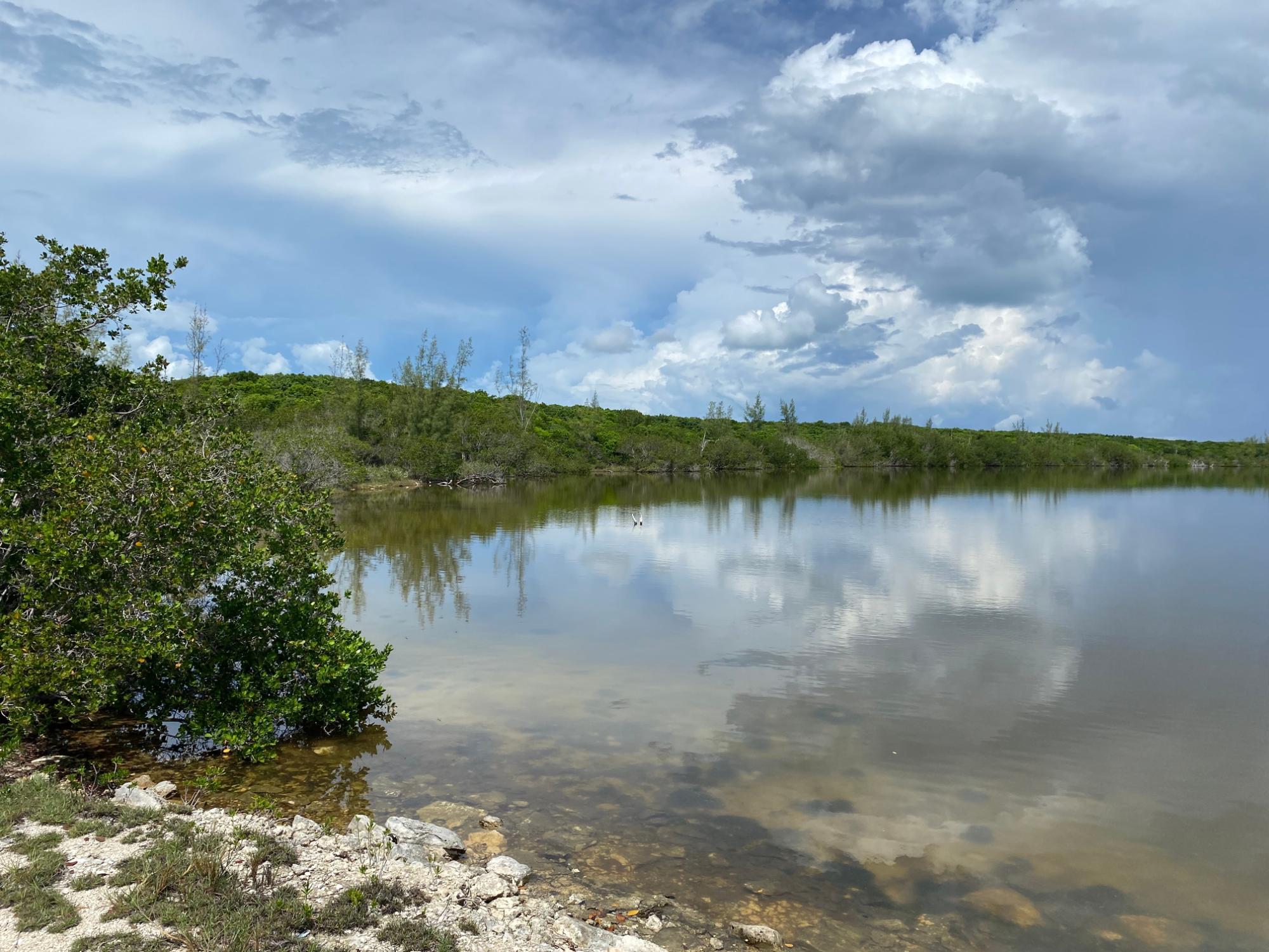 NORTH PALMETTO POINT, ELE