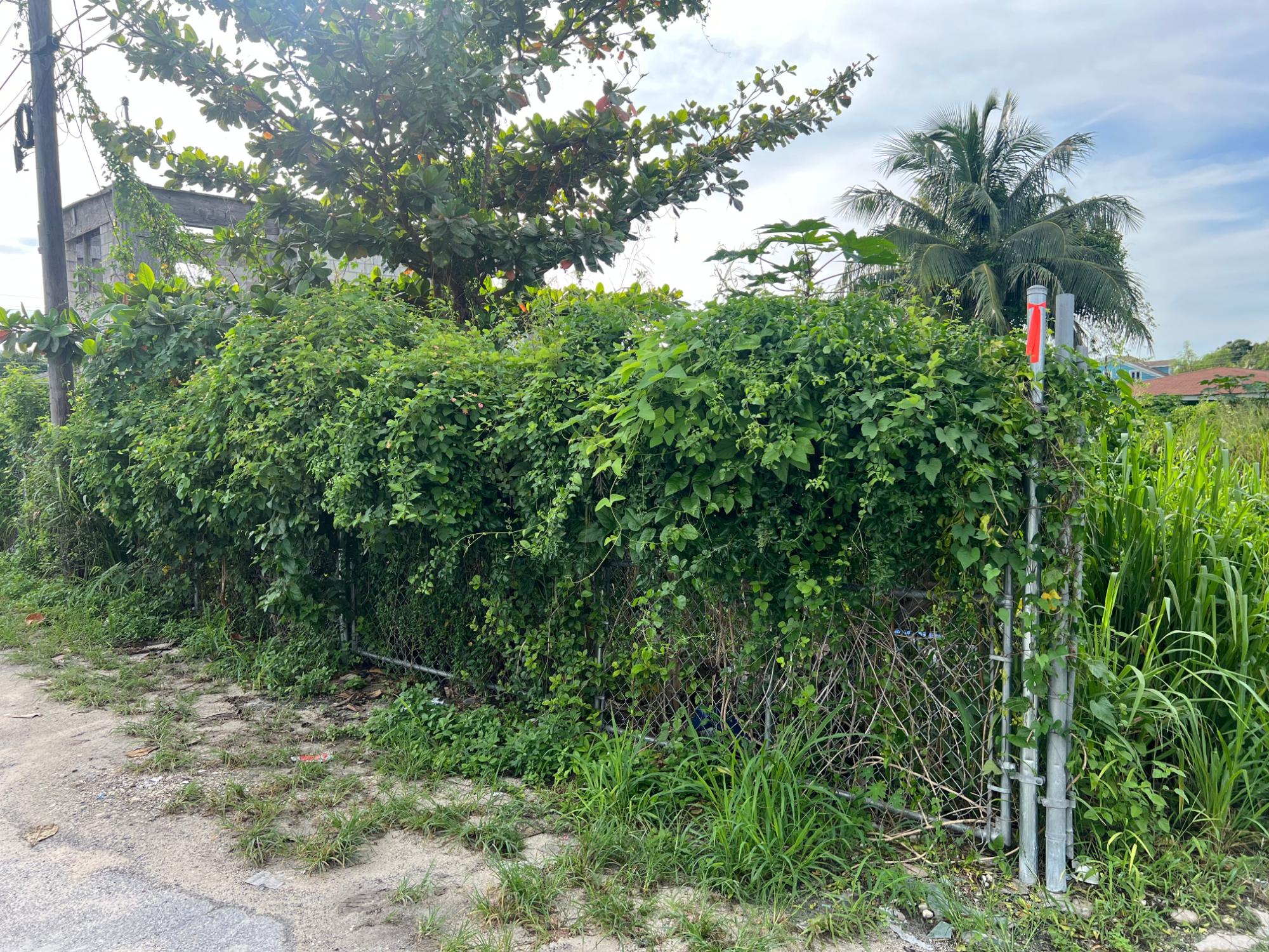 ST. LUKE AVENUE