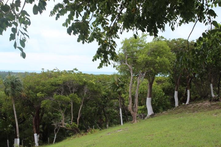 STELLA MARIS LOT# 94