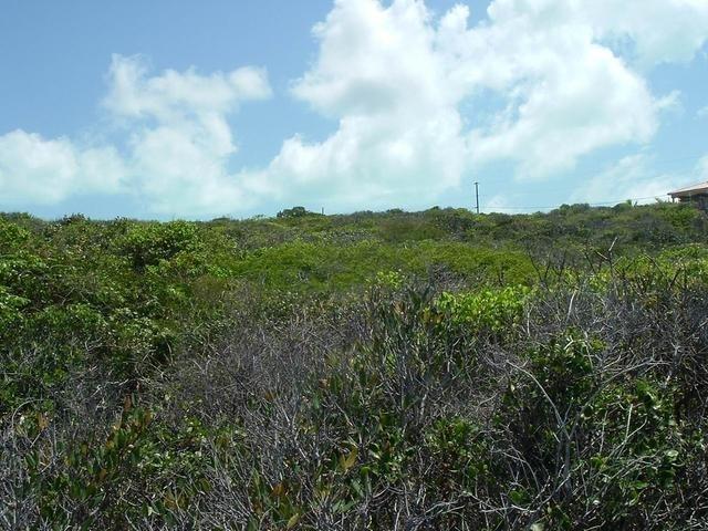 LOT# 231 STELLA MARIS